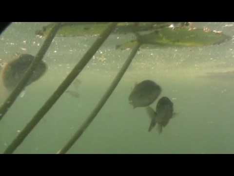 Largemouth Bass Caught Underwater