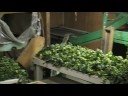 Colorado Hops Picker and Harvest