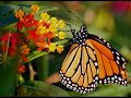 Elton John - Someone Saved My Life Tonight