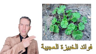  | موسوعة التراث الفلسطيني