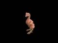Spore Creature Creator: Plucked Chicken