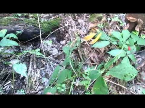 how to replant ginseng