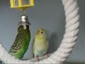 Kissing budgies and pissed off cocketiels.