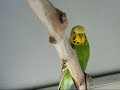 Kissing budgies and pissed off cocketiels.