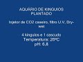 4 Kinguios, 1 cascudo, plantado, filtro U.V, injetor de CO2 caseiro, contador de bolhas,  filtro Dry-Wet Millenium 1000, 