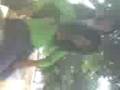 videos de Cerdo, Ayudenme todos