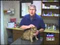 Why cats attack suddenly Why cats attack suddenly