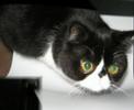 exotic cat quasimodo funny