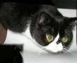 exotic cat quasimodo funny