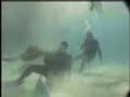 steve irwin death steve irwin death