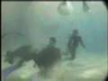 steve-irwin-death