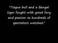 Account of Tiger killing Bull in fight.