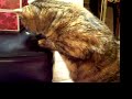 Edith VS the Stink Bug - Part 2 Edith VS the Stink Bug - Part 2