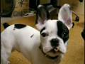 Bulldog Francés video