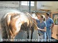 Memory of Barbaro