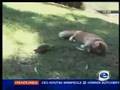Killer Tortoise on etv