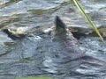 Sockeye Salmon Spawning Sockeye Salmon Spawning