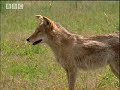 Sterilisation of coyotes - BBC wildlife