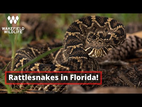 YouTube reptile video