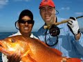 Snapper on the fly Snapper on the fly