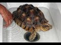 Shiba Inu, Maltese, Shih Tzu, Maltipoo, Sulcata Tortoise Shiba Inu, Maltese, Shih Tzu, Maltipoo, Sulcata Tortoise