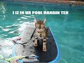 FUNNY CATS   Bengal Style