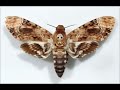 Ann Magnuson - Dead Moth