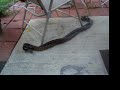 Snakes Making Babies