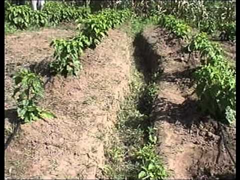 how to grow scotch bonnet