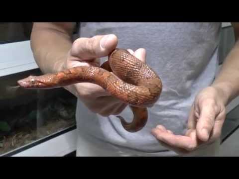YouTube reptile video