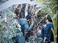 Cog Lus Tsis Nrog Lus (hunting) part 1 Cog Lus Tsis Nrog Lus (hunting) part 1