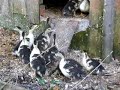 Muscovy ducklings 1 Muscovy ducklings 1