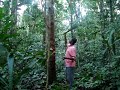 GATHERING YOHIMBE BARK Yohimbe