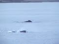 Whales II