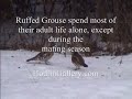 Ruffed Grouse Mating Dance