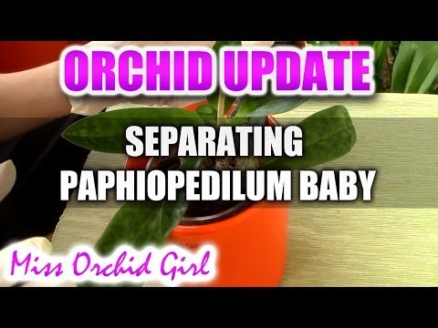 how to plant a baby orchid