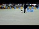 dog show 11072008 dog show 11072008