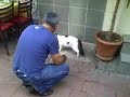 RottWeiler Vs Street Cat!!! from Www Metacafe Com