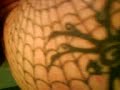 The tattoo sleeves.
