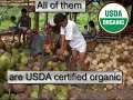 How We Discovered Virgin Coconut Oil - Brian Shilhavy