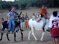 Carrera de burros de Cotorios