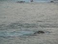 Mantarayas saltando en el mar de Mazunte