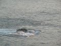 Mantarayas saltando en el mar de Mazunte