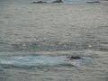 Mantarayas saltando en el mar de Mazunte