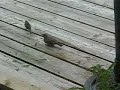 Sparrow feeding larger bird
