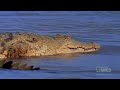 World's Deadliest - Croc Attack!