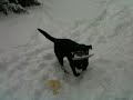 Buddy playing Frisbee with Joy in the backyard in about a foot and a half of freshly fallen snow