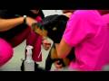 Dog Breeding & Pregnancy : Pregnant Dog Care