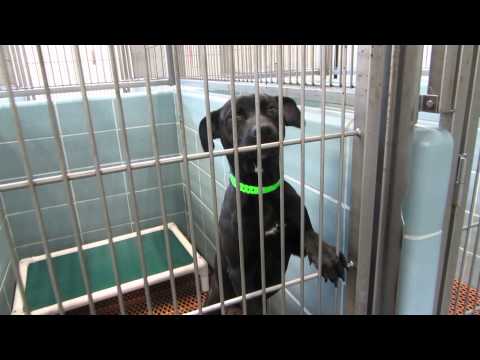 how to isolate a dog with kennel cough