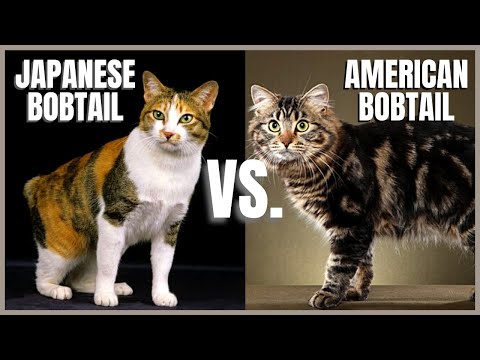 Japanese Bobtail Cat VS. American Bobtail Cat